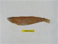 藏品(多鱗鱚)的圖片